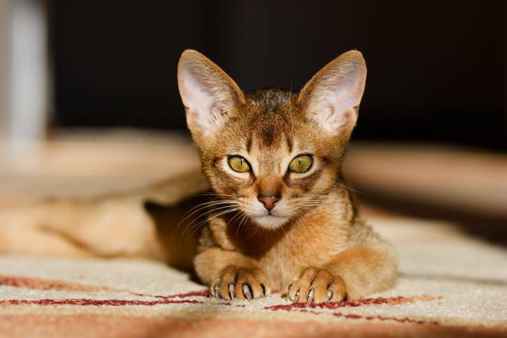 Un Abyssin allongé sur un tapis