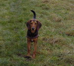 Photo Chien Courant Grec