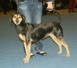 Photo Chien Courant Grec