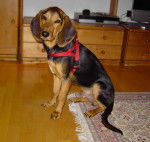 Photo Chien Courant Grec