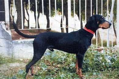 Chien Courant Grec - Chien Courant Grec