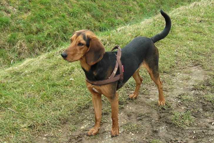 Le Chien Courant Grec