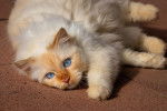 Un chat Birman red point allongé sur le sol