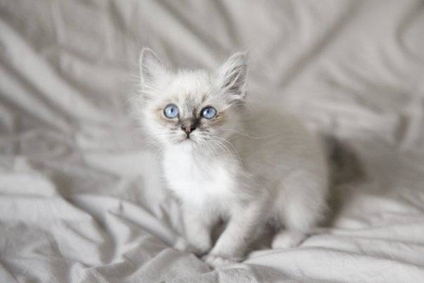 Ernest, Sacré de Birmanie, 3 mois - Sacré de Birmanie (3 mois)