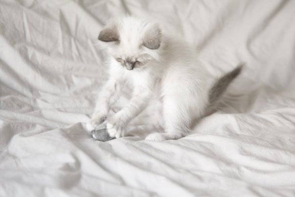 Ernest, Sacré de Birmanie, 3 mois - Sacré de Birmanie (3 mois)