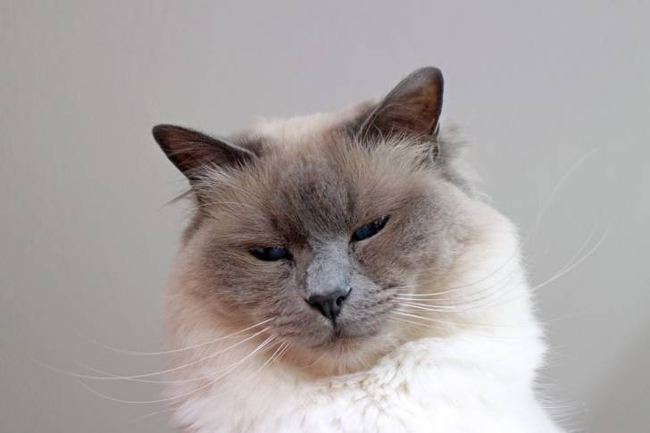 Le Birman - Sacré de Birmanie