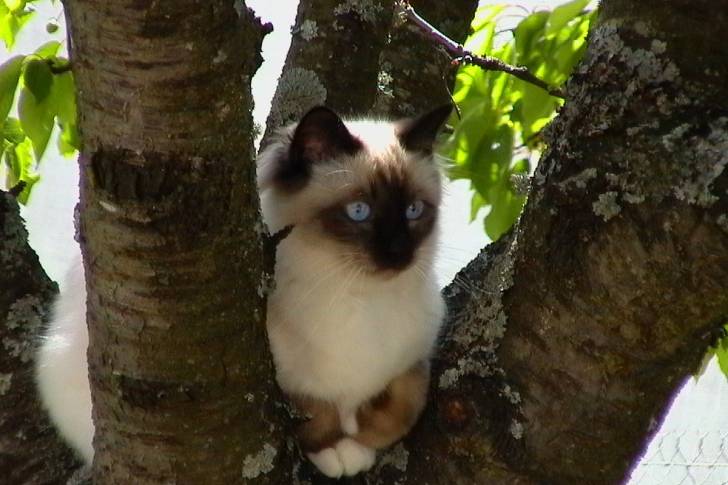 Un Sacré de Birmanie dans un arbre
