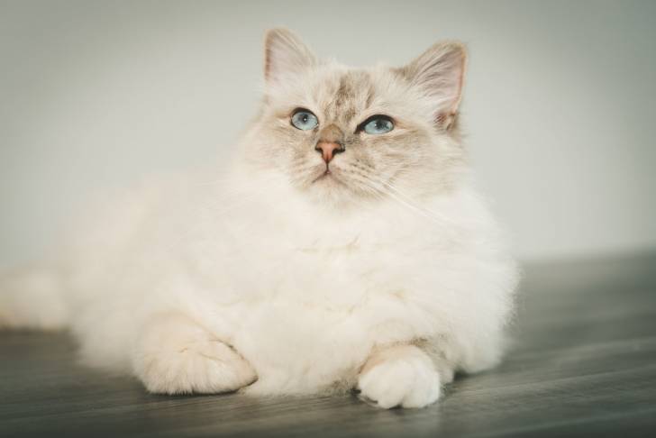 Un Sacré de Birmanie allongé sur du parquet