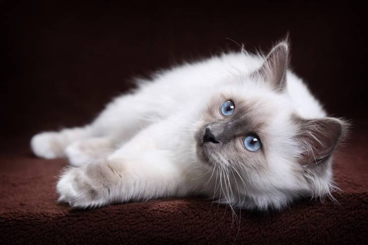 Un Sacré de Birmanie allongé sur un tapis marron