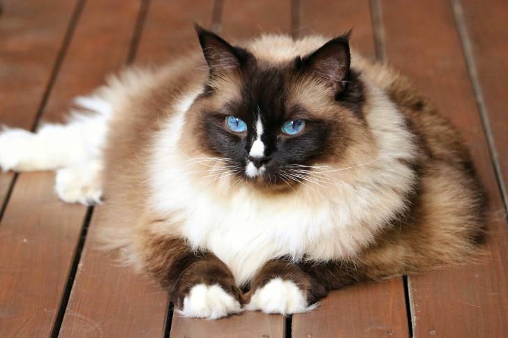 Un Sacré de Birmanie à poil très long et aux yeux bleus