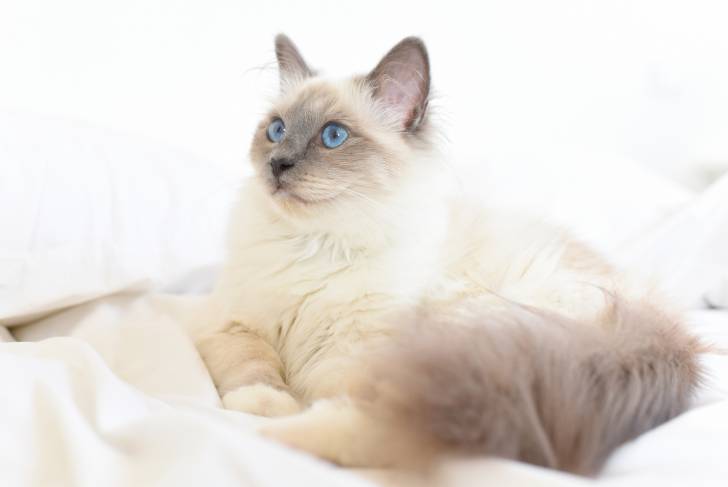 Un Sacré de Birmanie allongé sur un lit