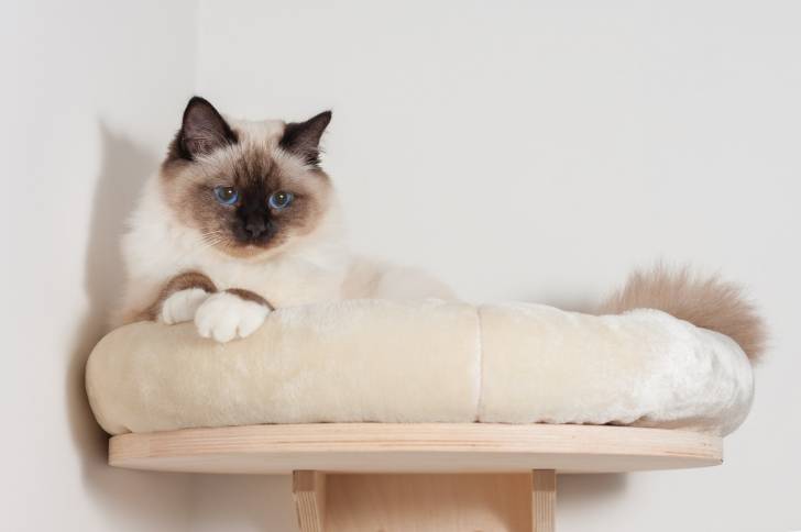 Un Sacré de Birmanie allongé en haut d'un arbre à chat