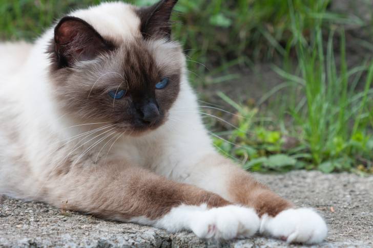 Un Sacré de Birmanie allongé sur un sol en pierre