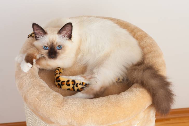 Un Sacré de Birmanie allongé dans un panier