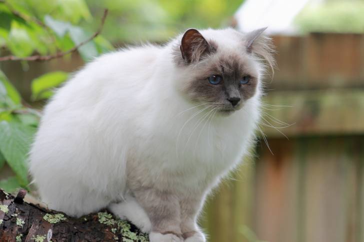 Un Sacré de Birmanie assis sur un tronc d'arbre cassé