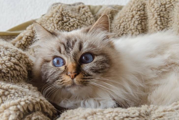 Un Sacré de Birmanie allongé sur un plaid marron