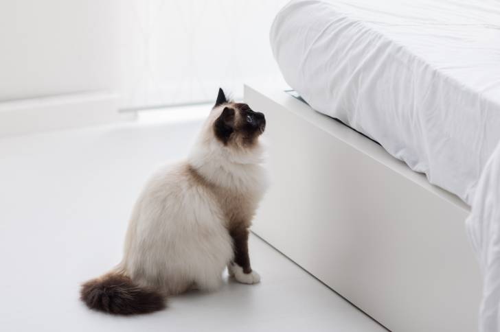 Un Sacré de Birmanie assis au pied d'un lit