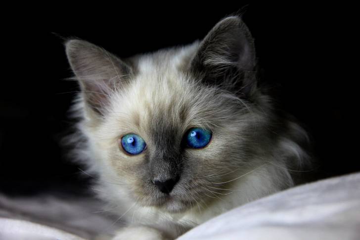 Un chaton Sacré de Birmanie allongé sur une couette
