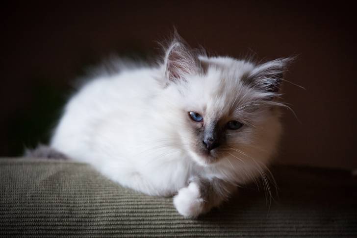 Un Sacré de Birmanie allongé sur un sofa marron foncé