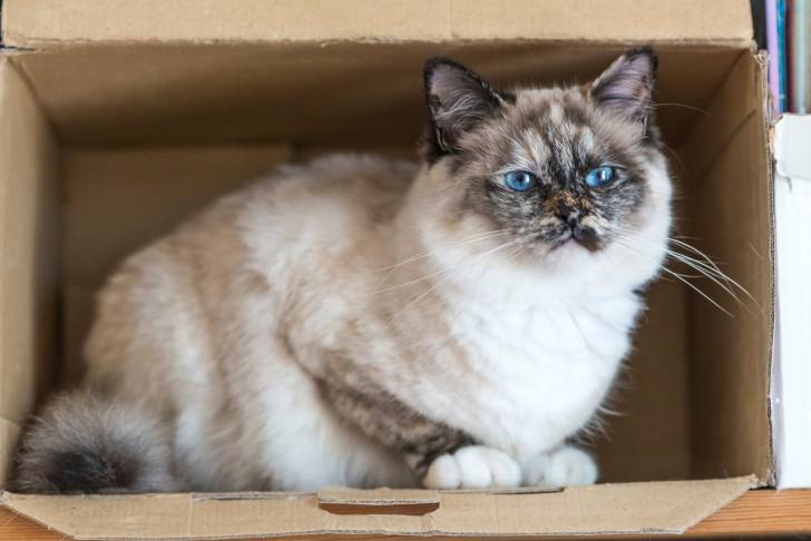 Un Sacré de Birmanie assis dans un carton