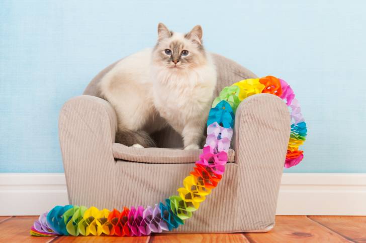 Un Sacré de Birmanie assis sur un canapé avec une guirlande