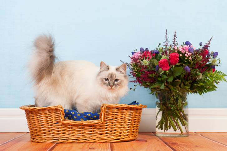 Un Sacré de Birmanie dans un panier en osier juste à côté d'un vase avec des fleurs