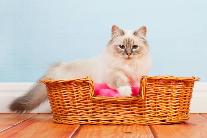 Un Sacré de Birmanie dans un panier en osier