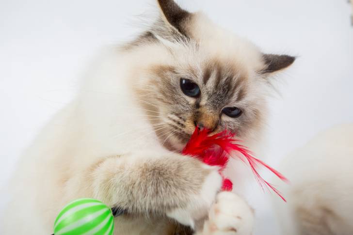 Un Sacré de Birmanie en train de jouer avec des jouets