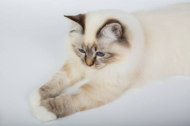Un Sacré de Birmanie sur fond blanc