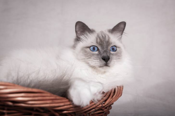 Un Sacré de Birmanie allongé dans un panier en osier
