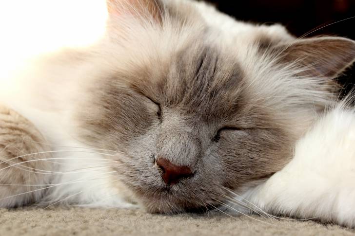 Un Sacré de Birmanie allongé sur un tapis