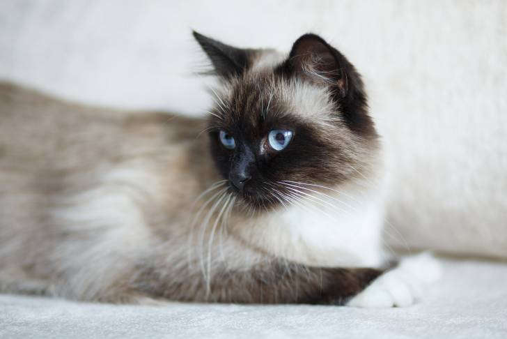 Un Sacré de Birmanie allongé sur un tapis blanc