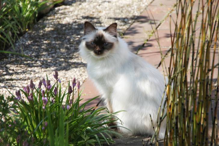Un Sacré de Birmanie assis dans un jardin aménagé 