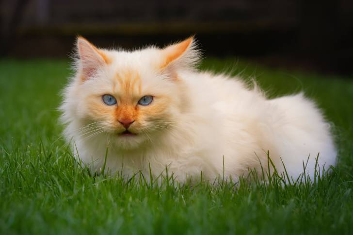 Un Sacré de Birmanie red point allongé dans l'herbe