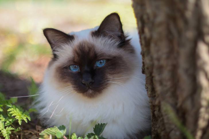 Un Sacré de Birmanie allongé au pied d'un arbre