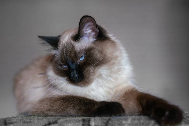 Un Sacré de Birmanie allongé sur de la pierre