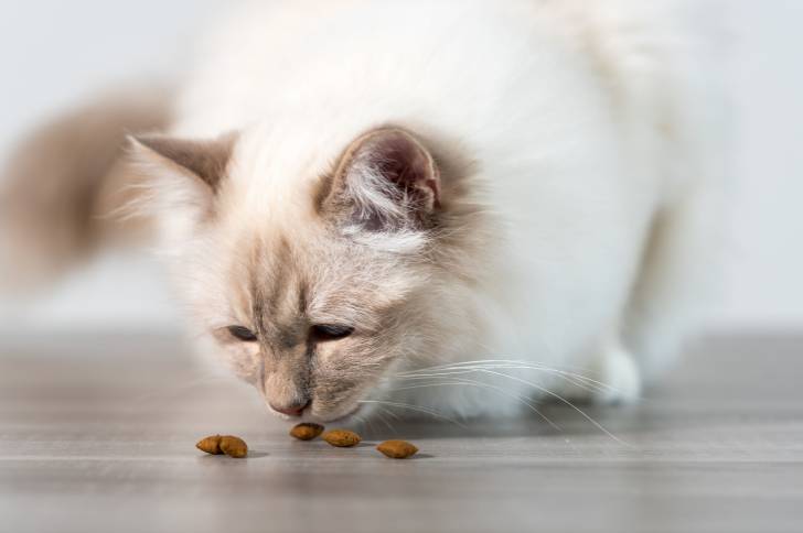 Un Sacré de Birmanie en train de manger des croquettes sur le sol