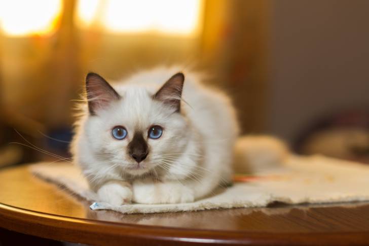 Un Sacré de Birmanie allongé sur une table en bois