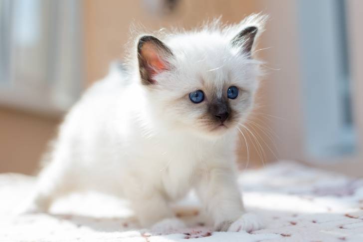 Un Sacré de Birmanie assis sur un drap fleuri