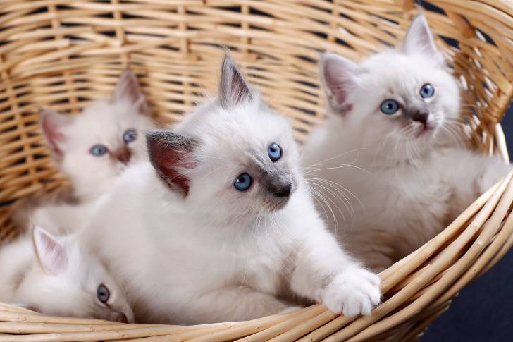 Une portée de Sacrés de Birmanie