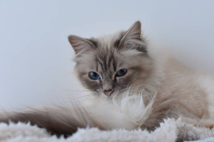Un chaton Sacré de Birmanie assis sur un plaid blanc