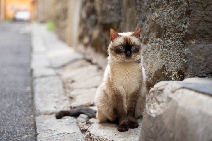 Un Sacré de Birmanie assis sur un trottoir 