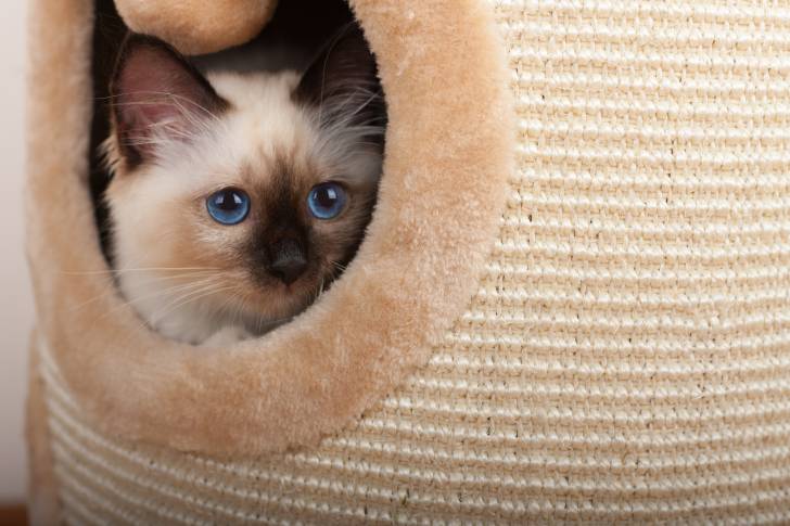 Un Sacré de Birmanie dans un arbre à chat