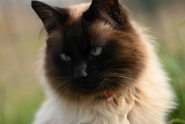 Le portrait d'un Sacré de Birmanie