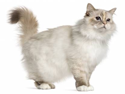 Photo Sacré de Birmanie