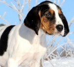 Photo Chien Courant de Halden