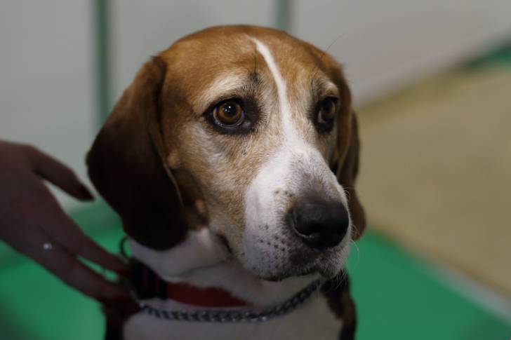 Photo Chien Courant de Hamilton