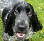 My 12 Year Old Dog macy (R.I.P) - Cocker Anglais (12 ans)