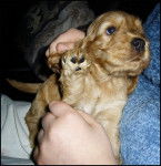 Golden Susi - Cocker Anglais (1 mois)