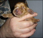 Golden Susi - Cocker Anglais (1 mois)